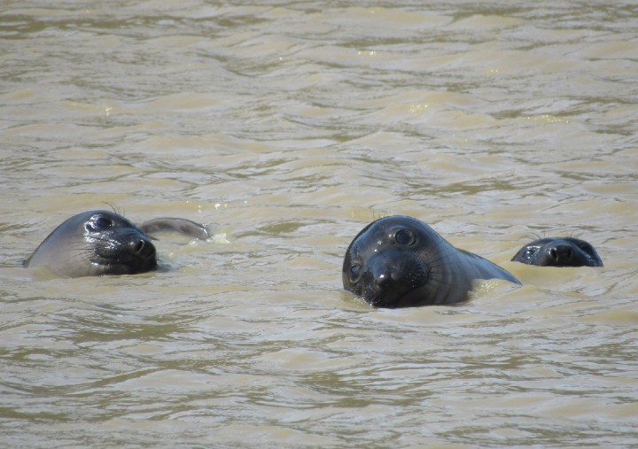 Harbor Seals